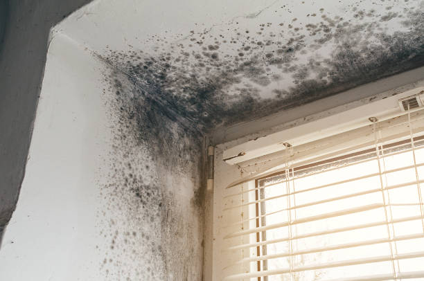 Trusted Mold Testing service in Ridgefield Park, NJ - Cheap Mold Removal