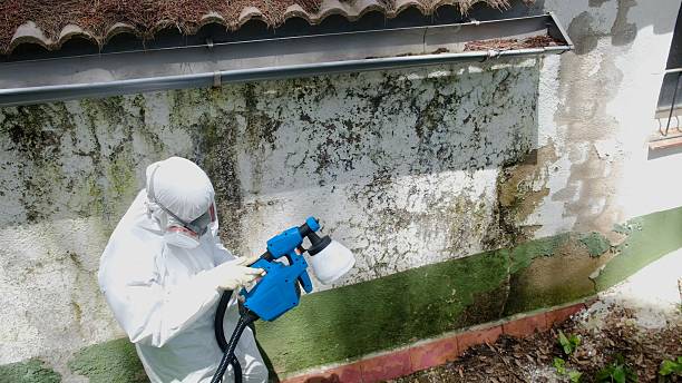 Trusted Mold Remediation service in Ridgefield Park, NJ - Cheap Mold Removal